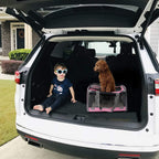 Soft-Sided Pet Carrier for Medium to Large Cats and Puppies